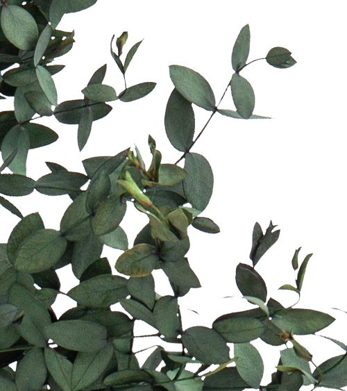 Getrocknete Buchsbaum-Zweige - 75-85 cm